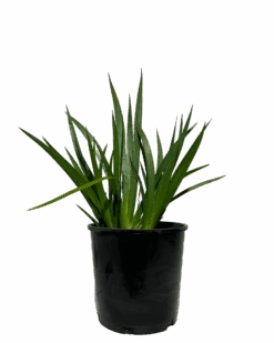 Kangaroo Paw - Anigozanthos Landscape Gold