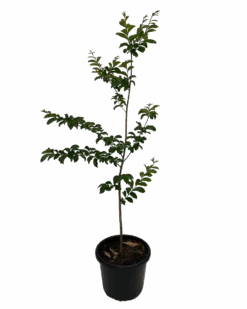 Crepe Myrtle - Lagerstroemia Indica Biloxi