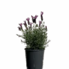 Lavender - Lavandula The Princess