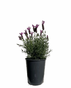 Lavender - Lavandula The Princess