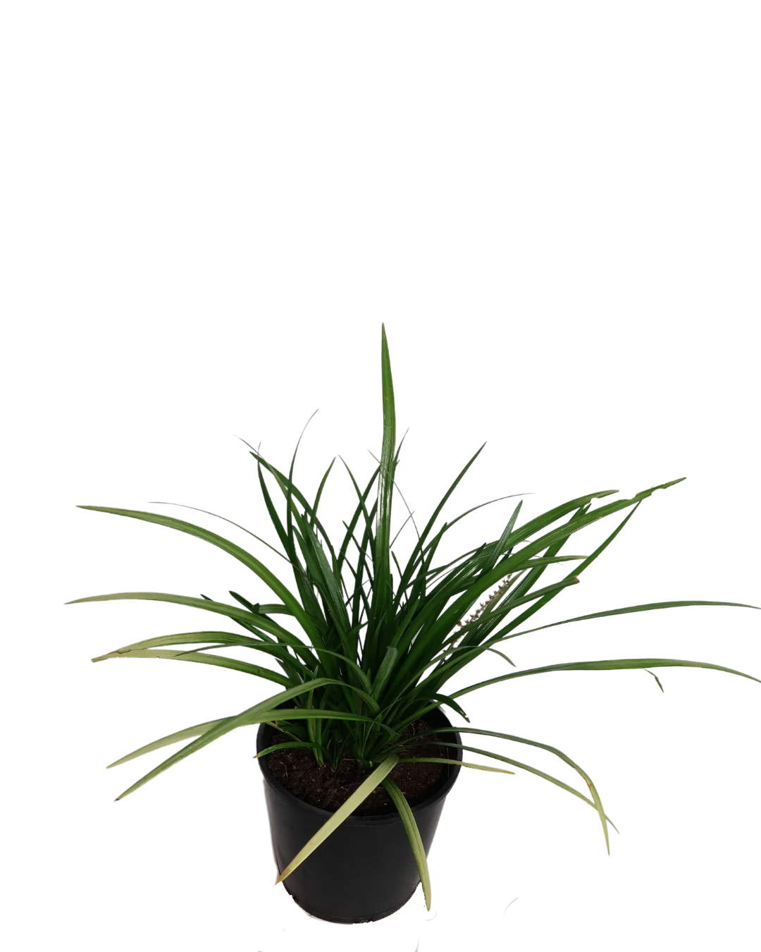 Liriope Evergreen Giant 2 Liriope Evergreen Giant - Image 2
