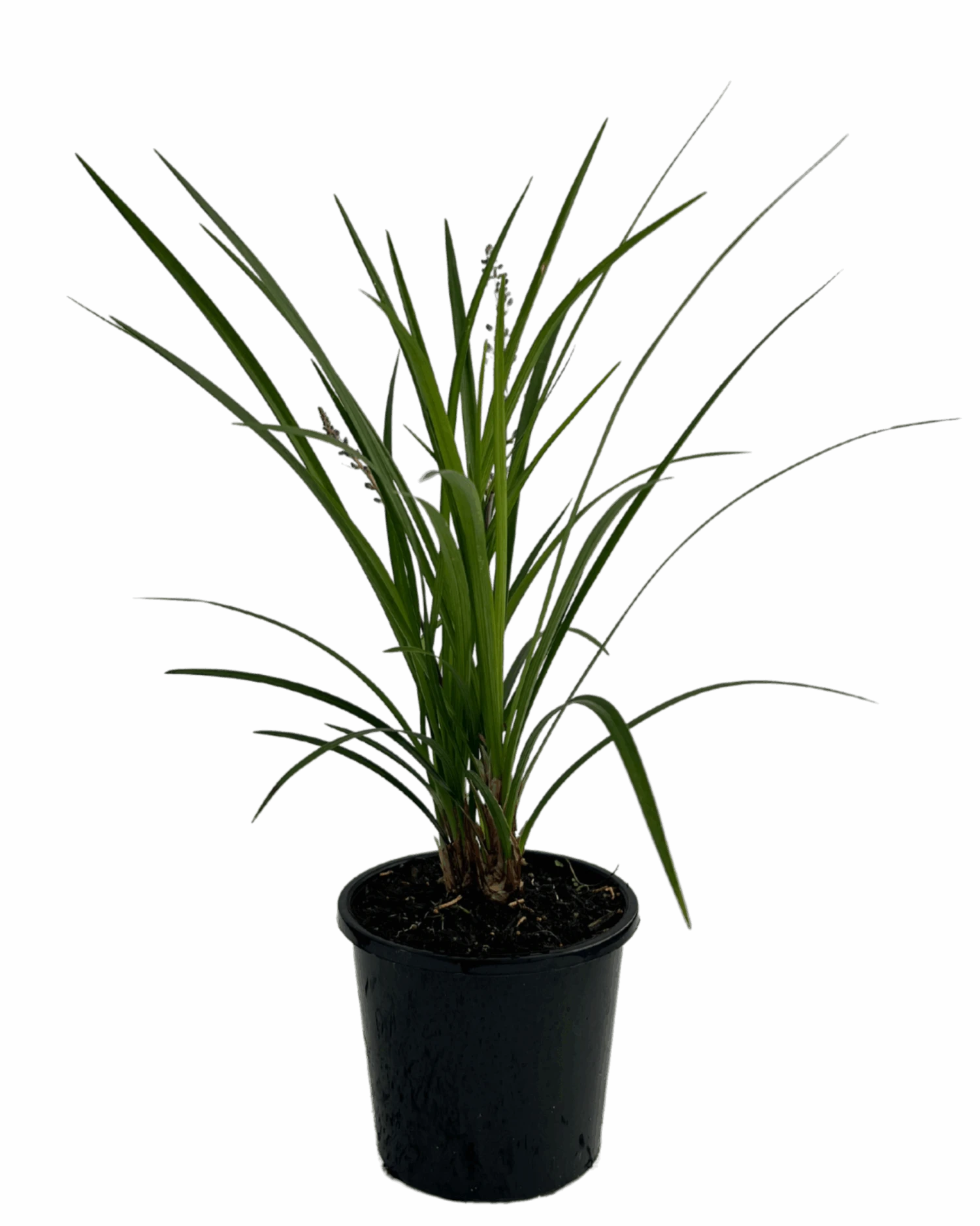 Liriope Just Right 1 Liriope Just Right