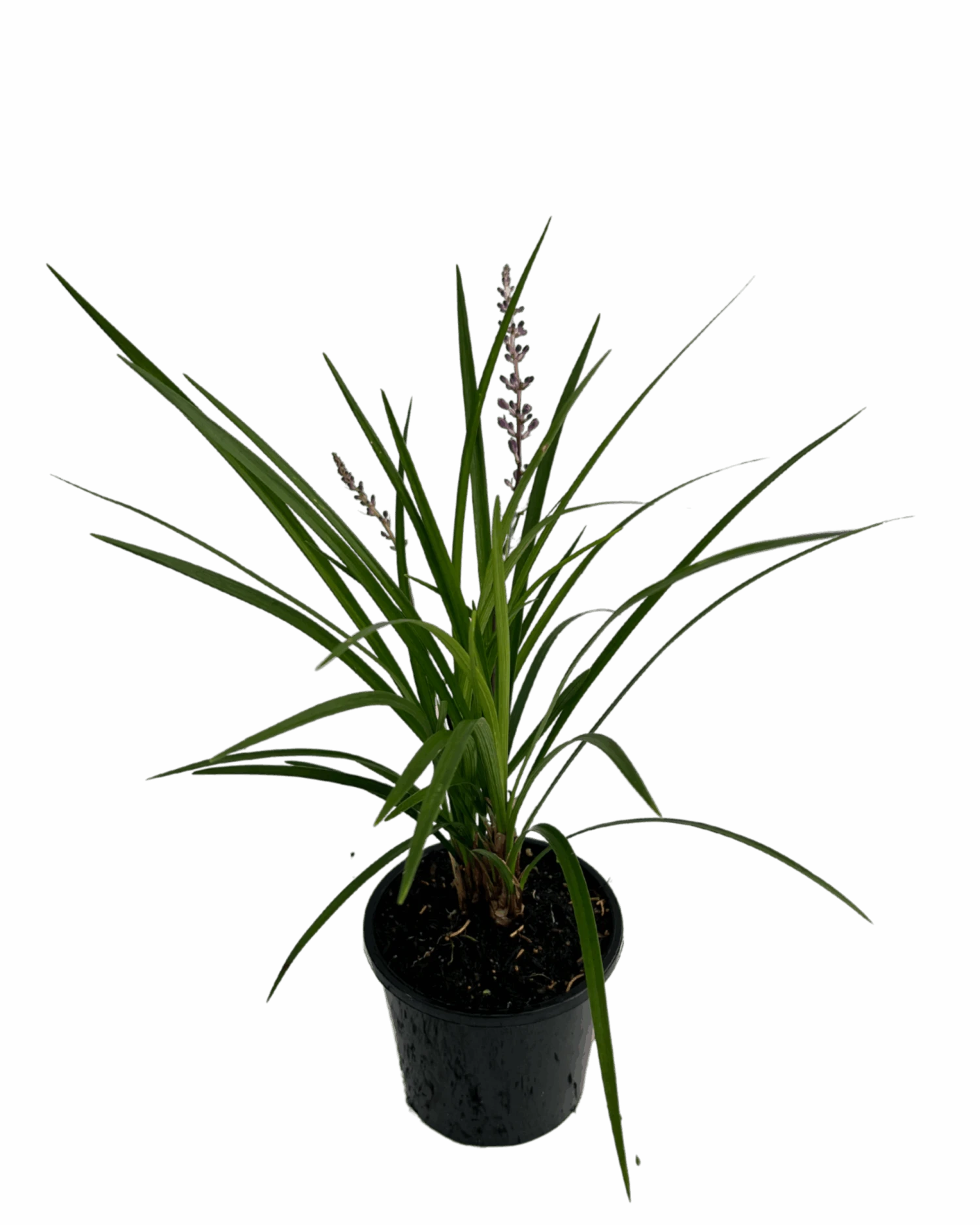 Liriope Just Right 2 Liriope Just Right - Image 2