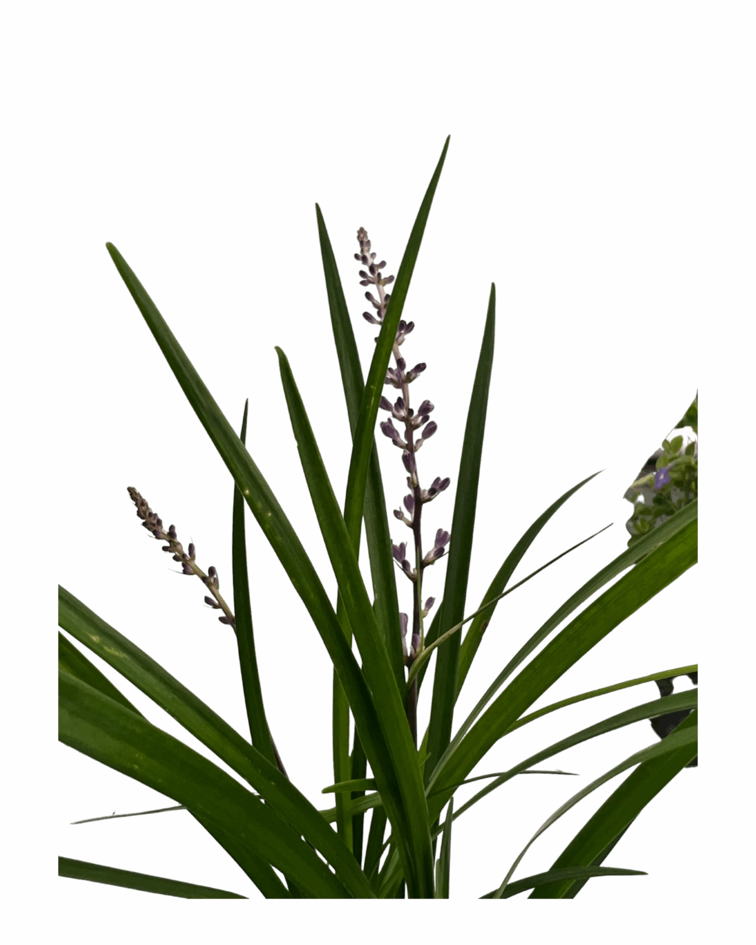 Liriope Just Right 3 Liriope Just Right - Image 3