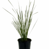 Lomandra Verday