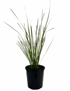 Lomandra Verday