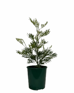 Grevillea Masons Hybrid