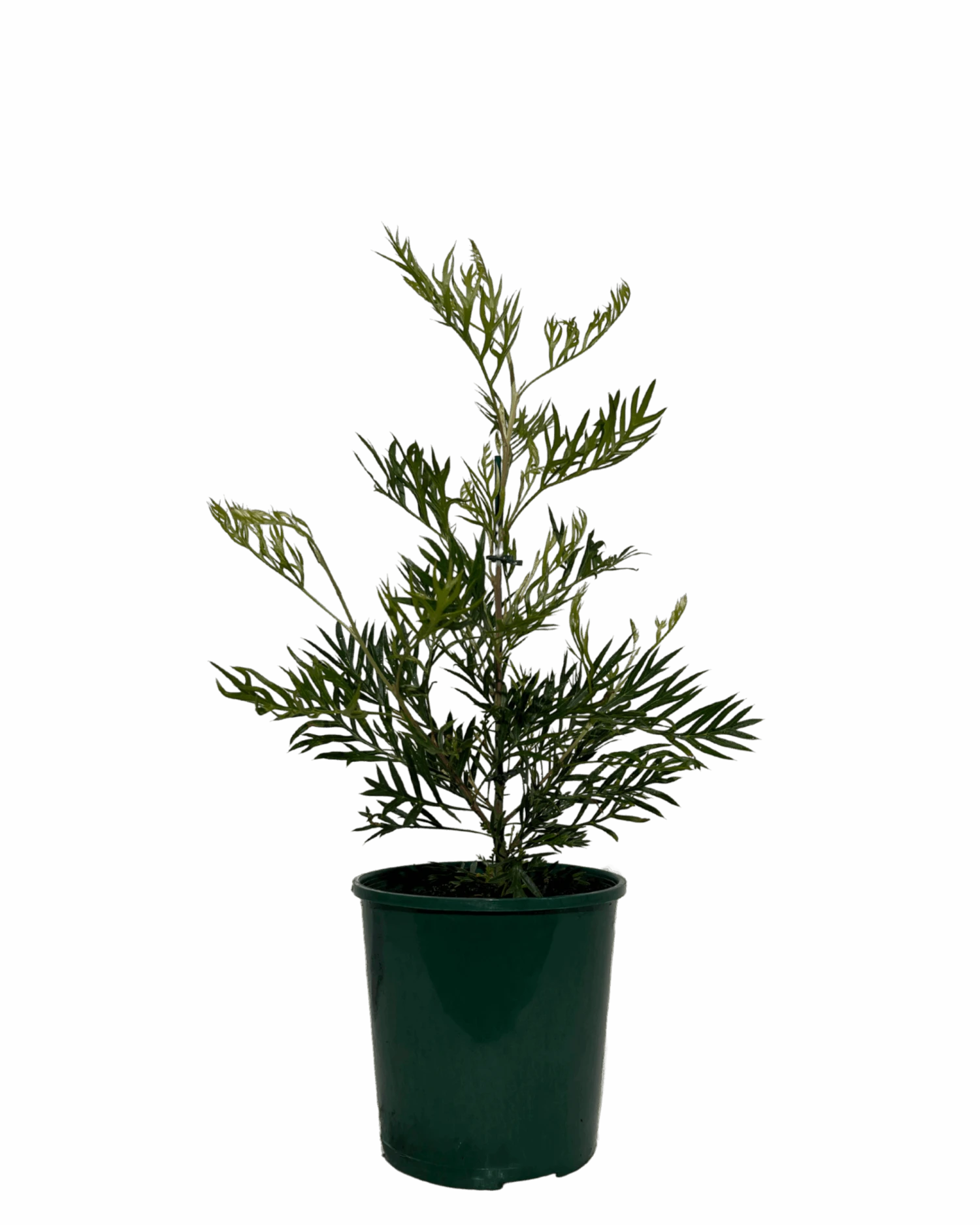 Grevillea Masons Hybrid 1 Grevillea Masons Hybrid