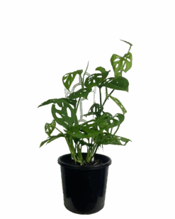 Monstera Adansonii