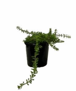 Myoporum Parvofolium