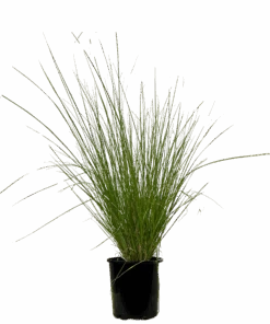 Pennisetum Nafray