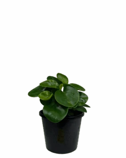 Peperomia Obtusifolia