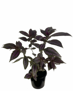 Waldecks Sales Store -Waldecks Store persionshield