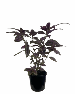 Waldecks Sales Store 27 Persian Shield - Strobilanthes Dyeriana