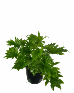 Waldecks Sales Store -Waldecks Store philodendronlicketysplit200mm