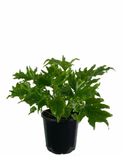 Waldecks Sales Store 21 Philodendron Lickety Split