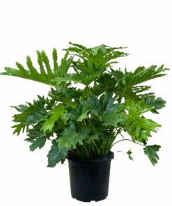 Philodendron Shangri La