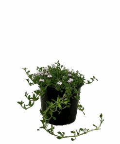 Frogfruit - Phyla Nodiflora