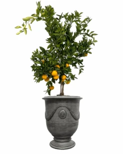 Pietro Anduze With Garland