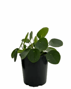 Pilea Peperomoides 6 Pilea Peperomoides -Waldecks Store pileapeperomioides
