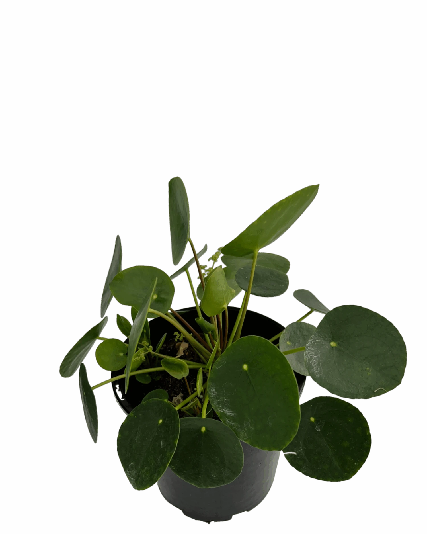 Pilea Peperomoides 2 Pilea Peperomoides - Image 2