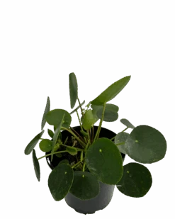 Pilea Peperomoides 7 Pilea Peperomoides -Waldecks Store pileapeperomioides 2 ae8e4b61 40c7 47dc b66a 558cbde9ea66