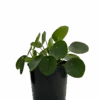 Pilea Peperomoides