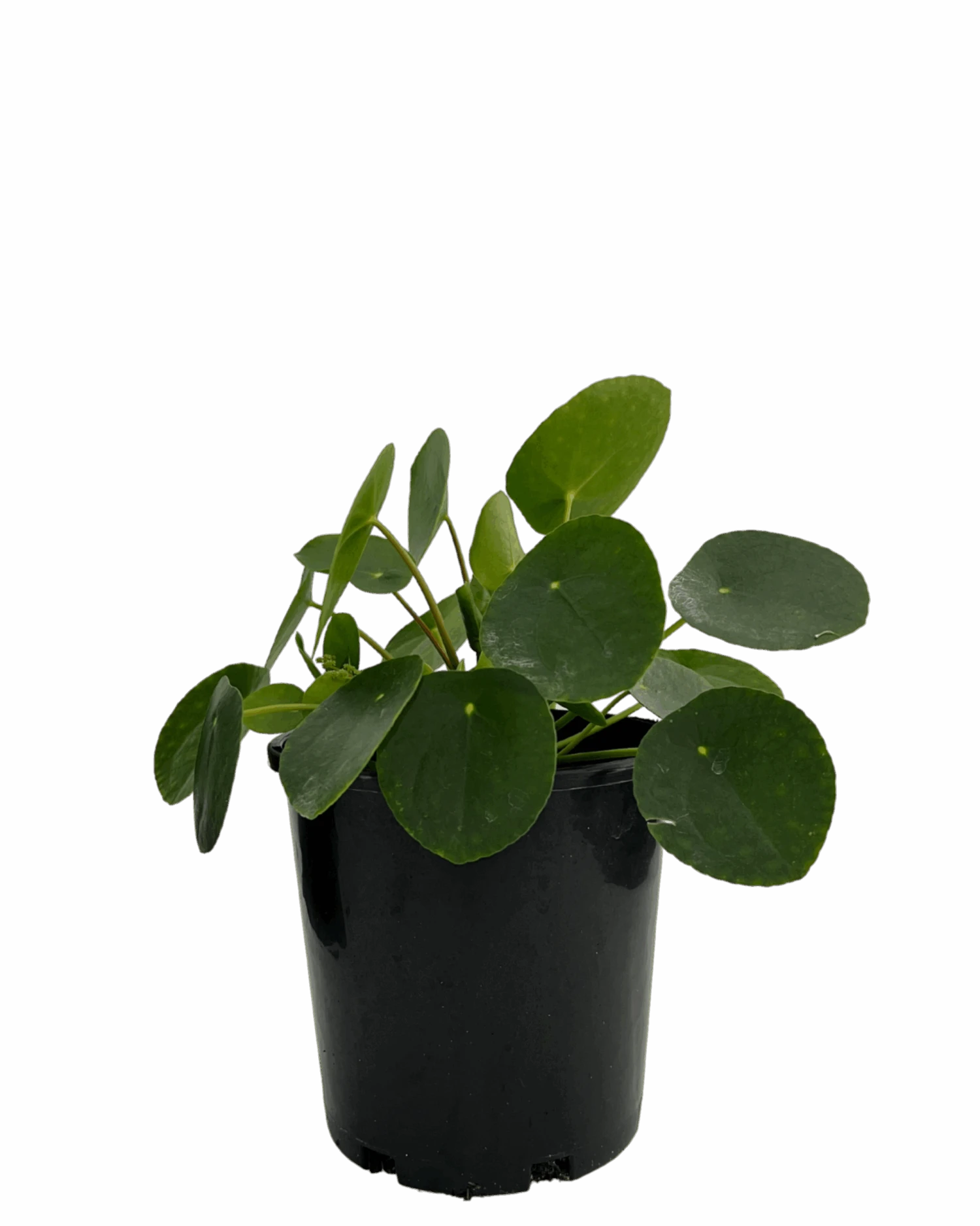 Pilea Peperomoides 1 Pilea Peperomoides