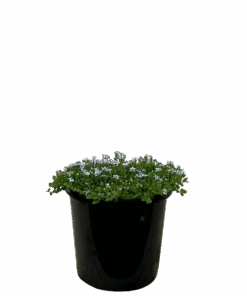 Pratia Puberula Blue