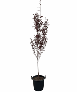 Oakville Crimson Spire - Prunus Crimson Spires