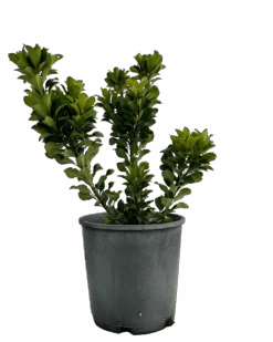 Rhaphiolepis Snow Maiden