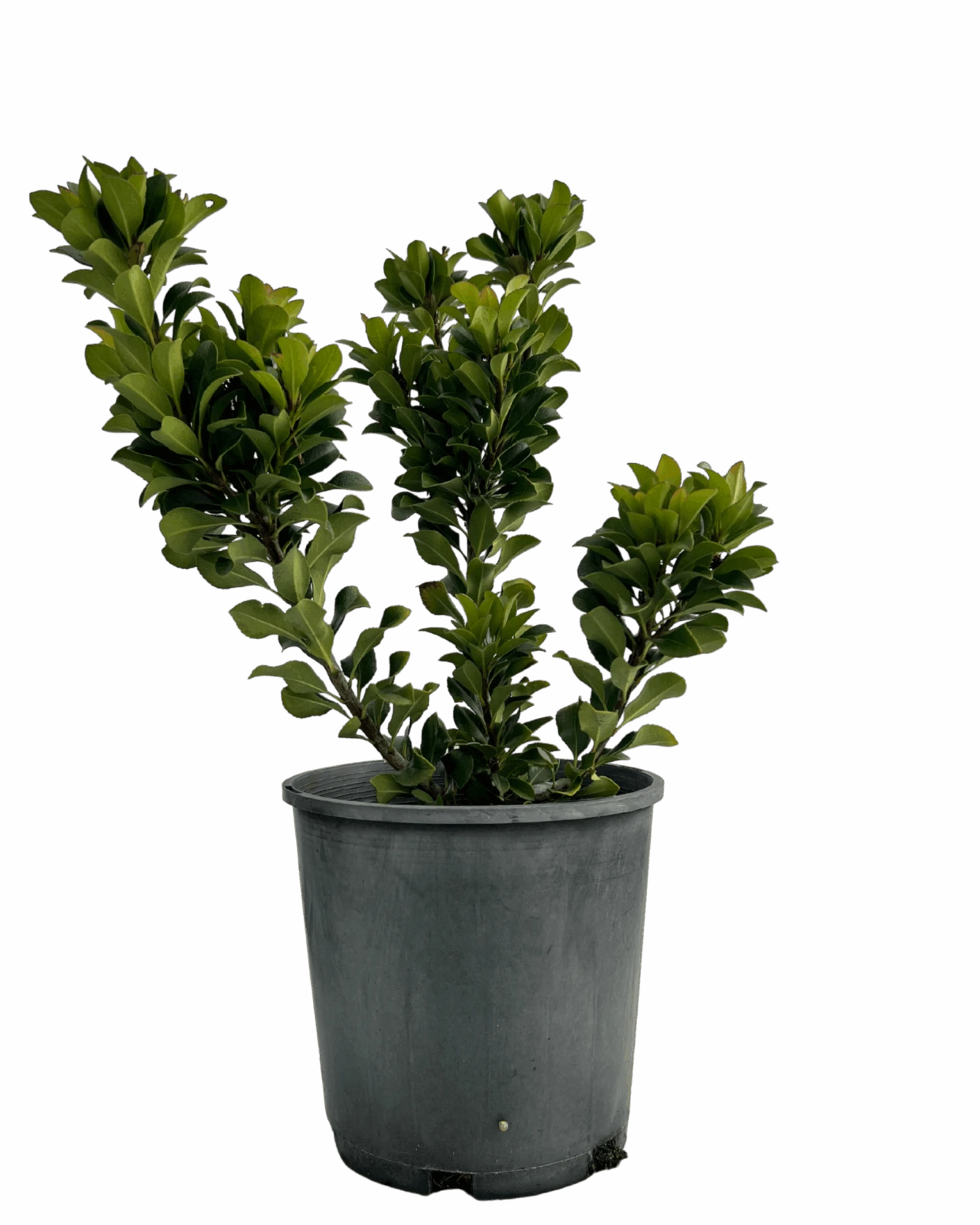 Rhaphiolepis Snow Maiden 1 Rhaphiolepis Snow Maiden