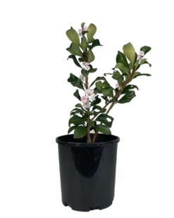 Raphiolepsis Springtime