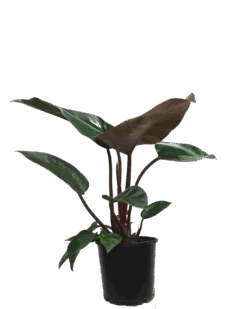 Philodendron Rojo Congo