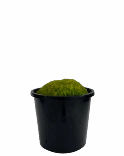 Golden Pearlwort Scotch Moss - Sagina Subluata Aurea