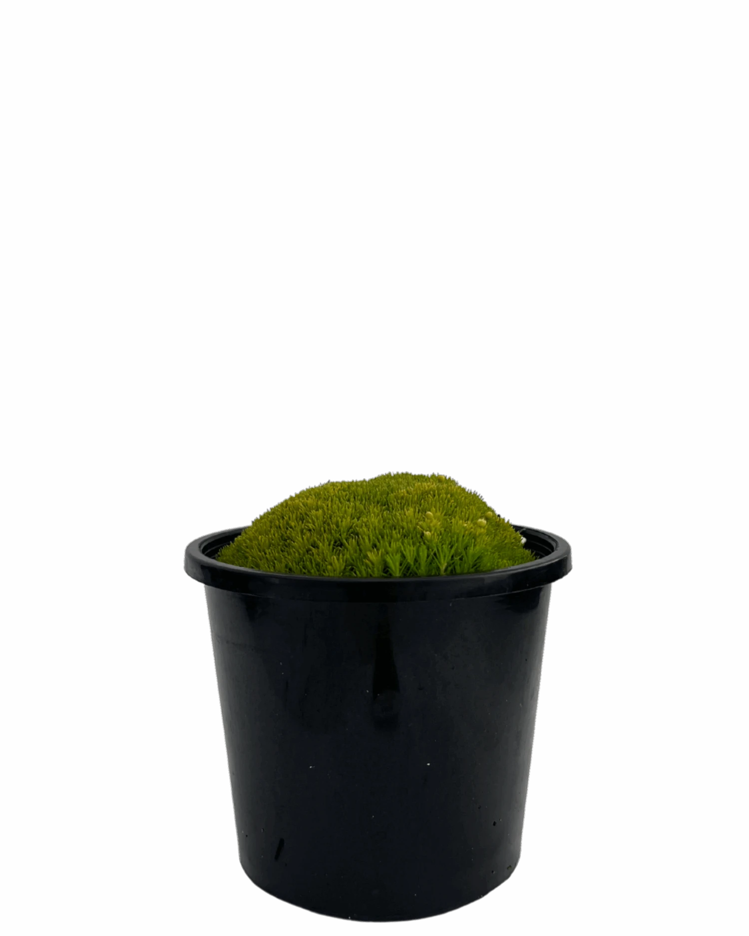 Golden Pearlwort Scotch Moss - Sagina Subluata Aurea 1 Golden Pearlwort Scotch Moss - Sagina Subluata Aurea