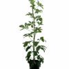 Dwarf Umbrella Tree - Schefflera Arboricola
