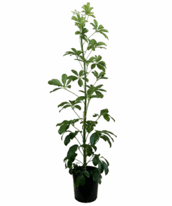 Dwarf Umbrella Tree - Schefflera Arboricola