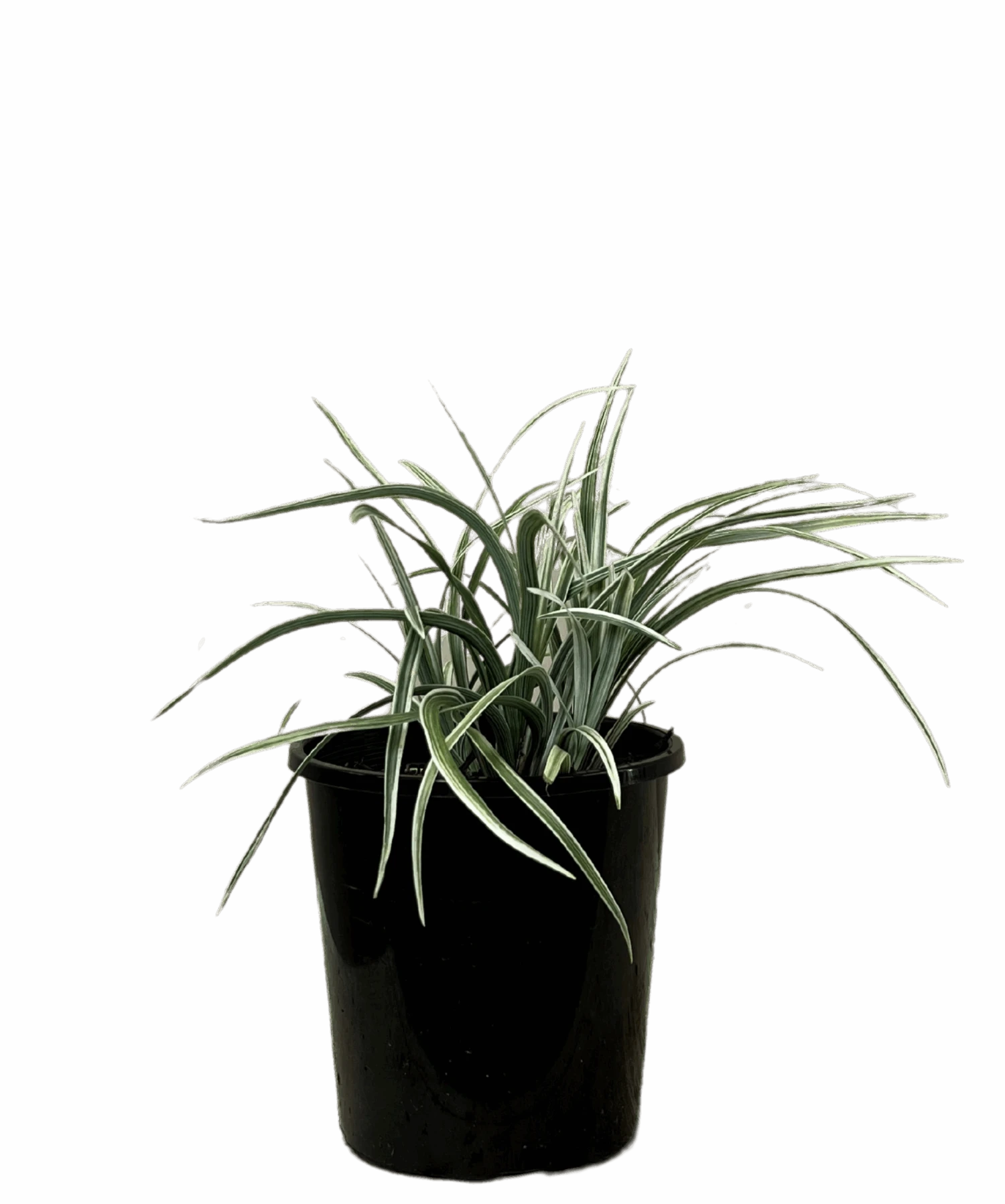 Liriope Silver Lawn 1 Liriope Silver Lawn