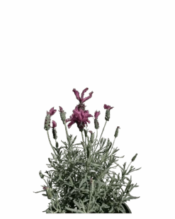 Lavender - Lavandula Silver Princess -Waldecks Store silverprincessflower