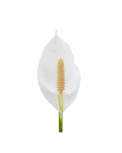Peace Lily - Spathiphyllum Sensation Little -Waldecks Store spathihyllum 54f3a230 f079 4bad 8a36 cafac78b62ae