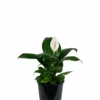 Peace Lily - Spathiphyllum Sensation Little