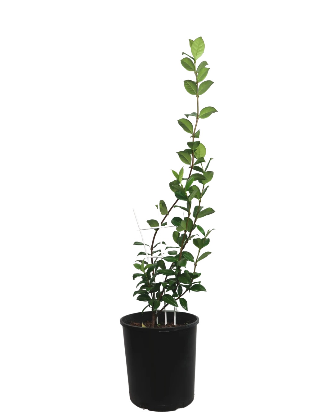 Star Jasmine - Trachelospermum Jasminoides 1 Star Jasmine - Trachelospermum Jasminoides