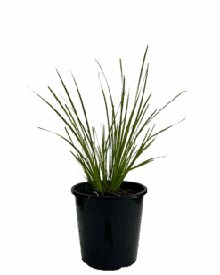 Lomandra Tanika
