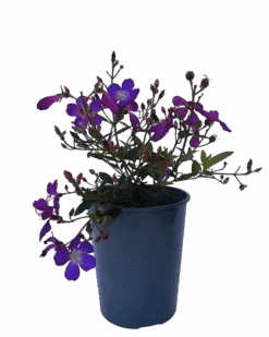 Glory Bush - Tibouchina Carol Lynne