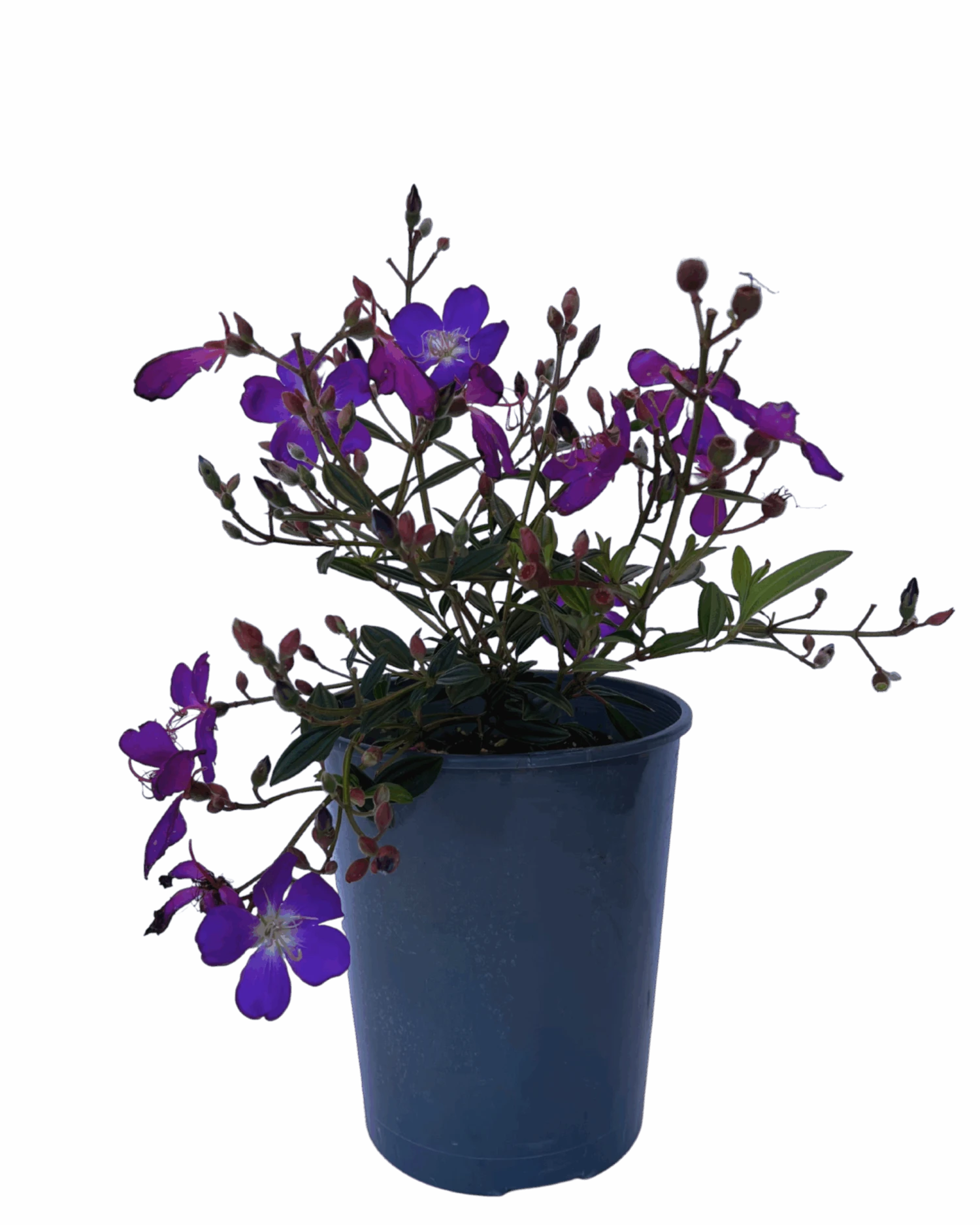 Glory Bush - Tibouchina Carol Lynne 1 Glory Bush - Tibouchina Carol Lynne