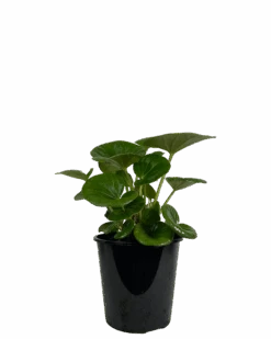 Tractor Seat Plant - Ligularia Dentata Reniformis