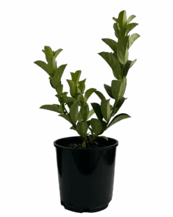 Viburnum Dense Fence