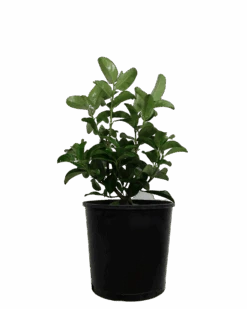 Viburnum Odoratissimum