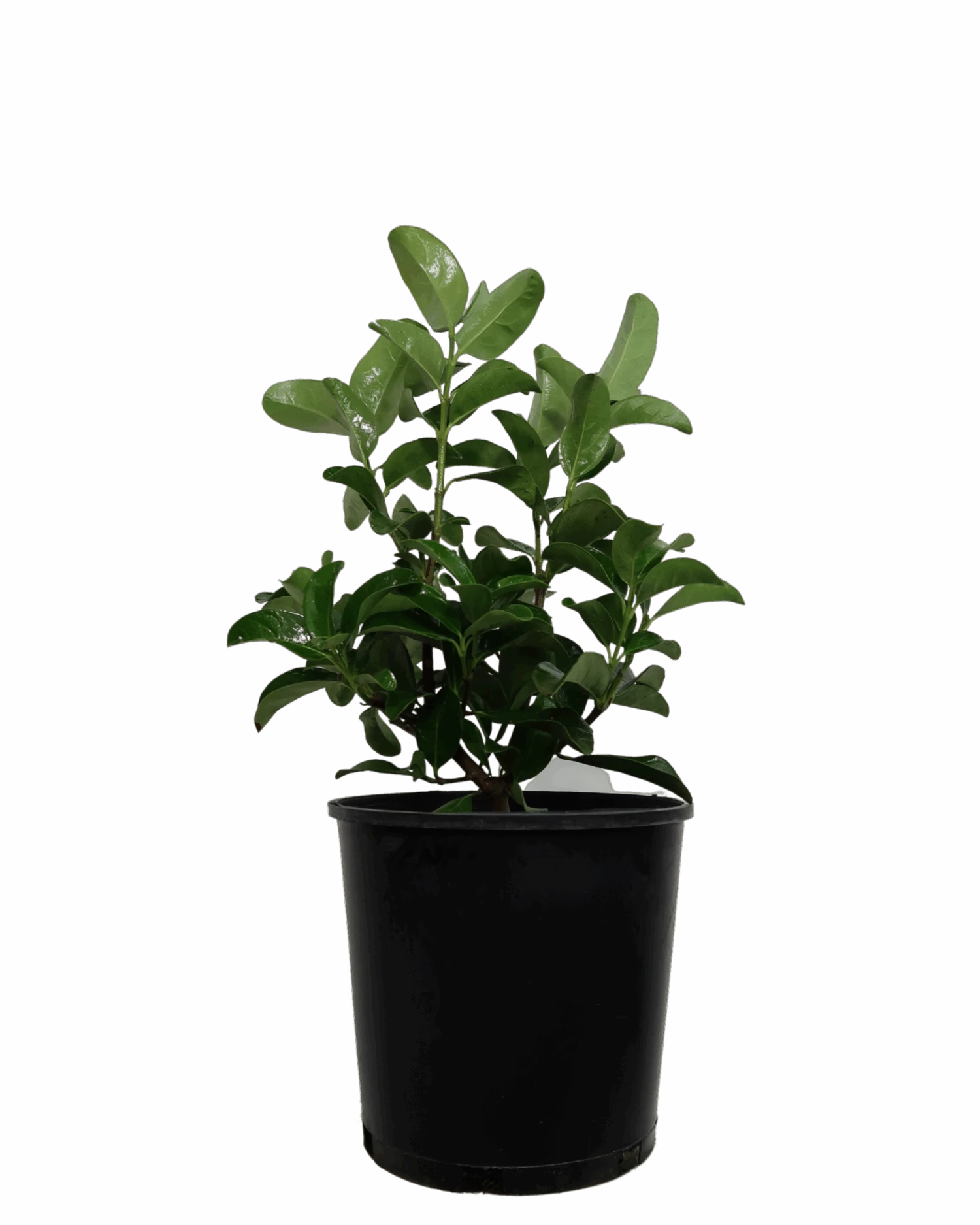 Viburnum Odoratissimum 1 Viburnum Odoratissimum